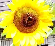 IMGP2776 sonnenblume.webp