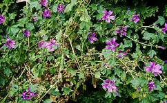 IMGP2781 wilde malve.webp