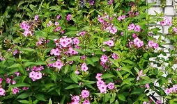 IMGP2801 - 2009-08-22 - phlox 2. blüte.webp