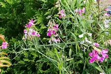 IMGP2779 wicken thuja.webp