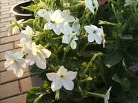 Garten 21.08.09 002.webp