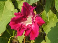 Garten 21.08.09 004.webp