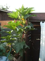 Garten 21.08.09 005.webp