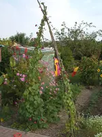 Garten 21.08.09 006.webp