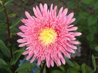 Garten 21.08.09 007.webp