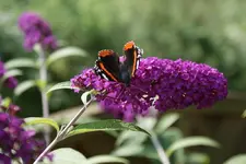 DSC00262.webp DSC00262.webp