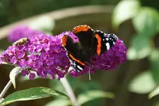 DSC00265.webp DSC00265.webp