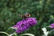 DSC00270.webp DSC00270.webp