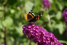 DSC00277.webp DSC00277.webp