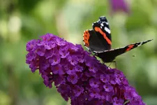 DSC00286.webp DSC00286.webp