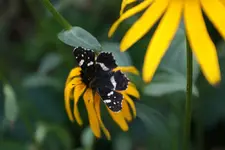 DSC00273.webp DSC00273.webp