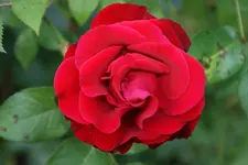 DSC00291.webp DSC00291.webp