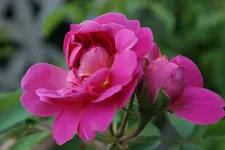 DSC00299.webp DSC00299.webp