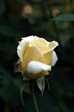 DSC00303.webp DSC00303.webp