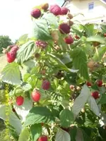 JD500173.webp