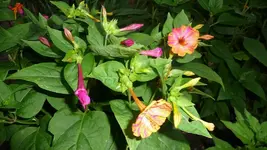 K800_P1020810.webp