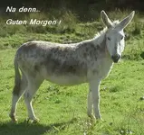 Guten Morgen (3).webp