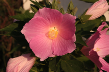 IMG_0928.webp