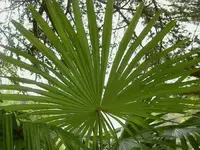 Fruehling 2008 195 v.webp