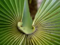 Fruehling 2008 197 v.webp