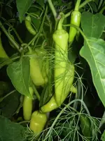 Sommer 2009 371 v.webp
