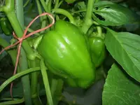 Sommer 2009 406 v.webp