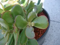IMGP5689_.webp