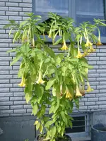 IMGP5701.webp