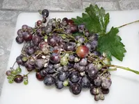 Weintraube_1600px.webp