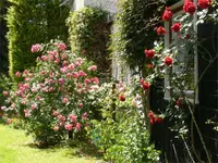 Süd50991.webp