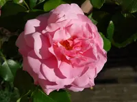 P1000133.webp