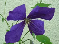 P1000131.webp
