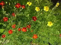 7366.webp