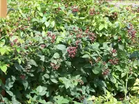 29. Juli 2009 (26).webp