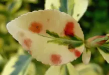 August 2009 661 v.webp