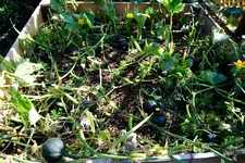 Kürbis 23.08.09.webp