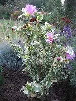 IMG_7142.webp