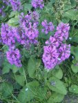 stachys_grandiflora.jpg