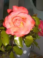 juli 2009 508.webp