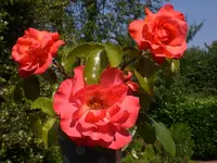 juli 2009 514.webp