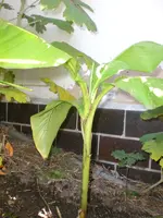 Garten Aug.09 2 071.webp