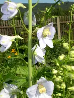 Garten Aug.09 2 049.webp