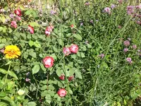 Garten Aug.09 2 052.webp