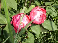 Garten Aug.09 2 053.webp