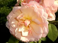 Garten Aug.09 2 054.webp