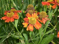Garten Aug.09 2 056.webp