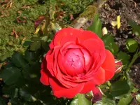 Garten Aug.09 2 060.webp