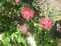 Garten Aug.09 2 061.webp