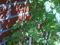 Bild008.webp