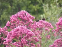 2009  Garten - 8 - 026.webp